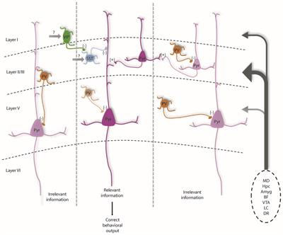 PV Interneurons: Critical Regulators of E/I Balance for Prefrontal Cortex-Dependent Behavior and Psychiatric Disorders